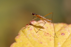 Micropezidae
