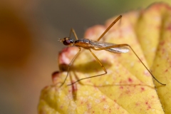 Micropezidae