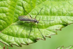 Mycetophilidae (June 2026, 1029 m asl, Abruzzo, Italy)