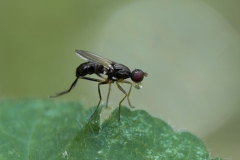 Nemopoda nitidula