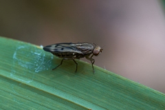Opomyza sp