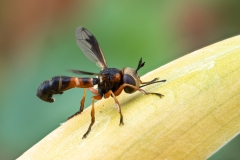 Physocephala vittata