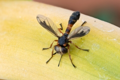 Physocephala vittata