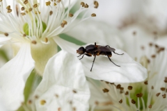 Saltella sp