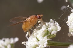 Sapromyza sp.