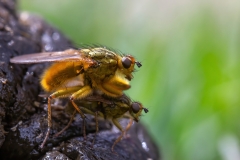 Scathophaga stercoraria