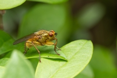 Scathophaga stercoraria