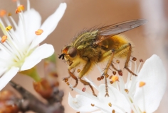 Scathophaga stercoraria