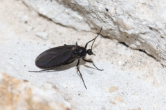 Sciaridae (April 2017, 1050 m asl, Abruzzo, Italy)