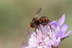 Sicus ferrugineus
