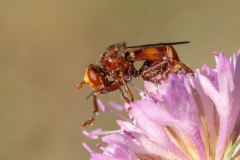 Sicus ferrugineus