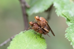 Suillia affinis
