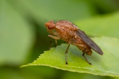Suillia affinis