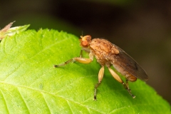Suillia gigantea
