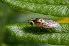 Thaumatomyia notata