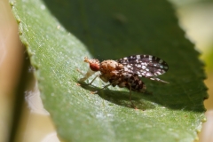 Trypetoptera punctulata