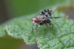 Trypetoptera punctulata