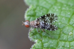 Trypetoptera punctulata