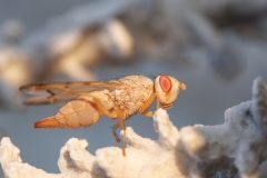 Ulidiidae