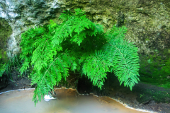 Osmunda regalis