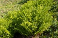 Athyrium distentifolium