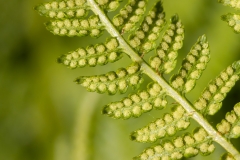 Athyrium distentifolium