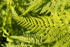Athyrium distentifolium