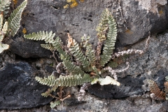 Cosentinia vellea bivalens