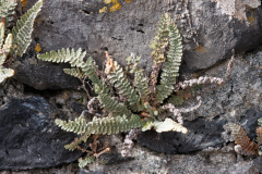Cosentinia vellea bivalens