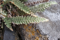 Cosentinia vellea bivalens