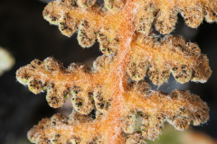 Cosentinia vellea bivalens