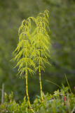 Equisetum sylvaticum