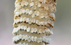 Equisetum telmateia