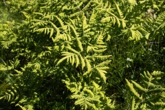 Gymnocarpium dryopteris