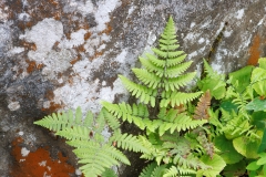 Gymnocarpium robertianum