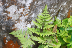Gymnocarpium robertianum