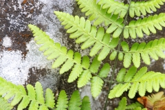 Gymnocarpium robertianum