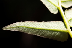 Osmunda regalis