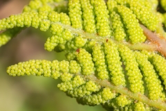 Osmunda regalis