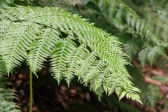 Woodwardia radicans