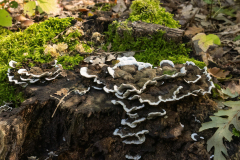 Bjerkandera adusta
