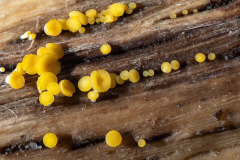 Calycina citrina