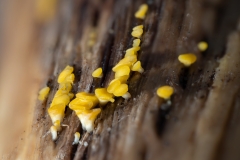 Calycina citrina