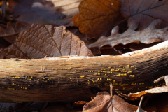 Calycina citrina
