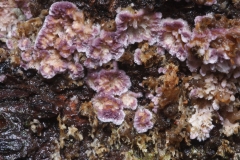 Chondrostereum purpureum