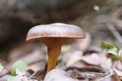 Chroogomphus rutilus