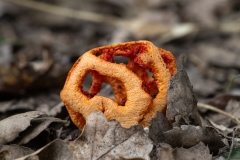 Clathrus ruber