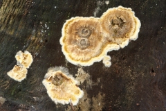 Coniophora puteana