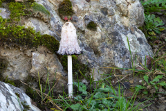 Coprinus comatus