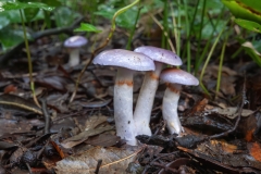 Cortinarius dryosalor